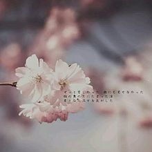 FUNKY MONKEY BABYS 桜の画像(MONKEYに関連した画像)