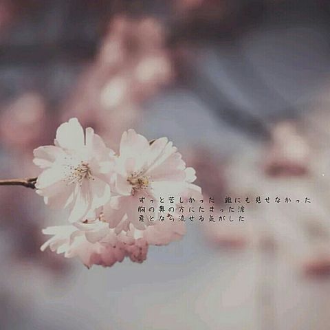 FUNKY MONKEY BABYS 桜の画像(プリ画像)