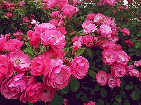 Pretty roseの画像(プリ画像)