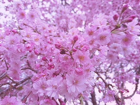 枝垂れ桜🌸の画像(プリ画像)