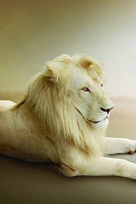 かっこいい ホワイト ライオンの画像2点 完全無料画像検索のプリ画像 Bygmo