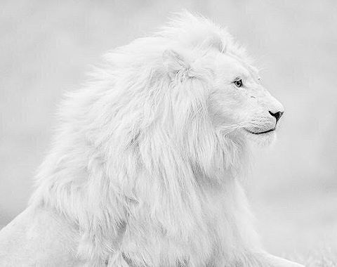 かっこいい ホワイト ライオンの画像2点｜完全無料画像検索のプリ画像