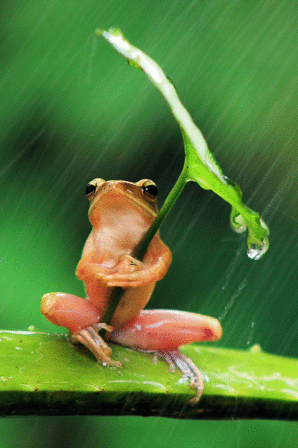 梅雨時のカエルの画像(プリ画像)