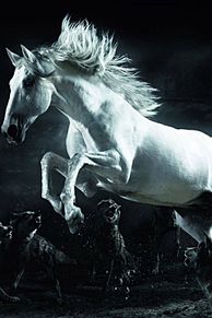 動物 馬の画像152点 完全無料画像検索のプリ画像 Bygmo
