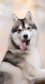 ハスキー 壁紙 犬の画像2点 完全無料画像検索のプリ画像 Bygmo