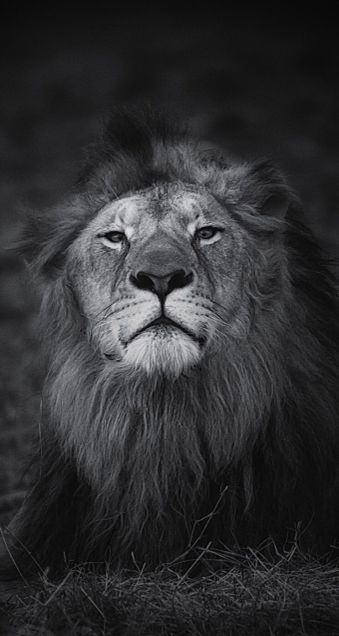 ライオンの画像 プリ画像