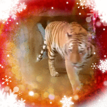 円山動物園の画像(虎 動物に関連した画像)