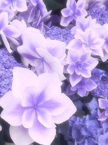 かわいい ふんわり 花の画像266点 完全無料画像検索のプリ画像 Bygmo