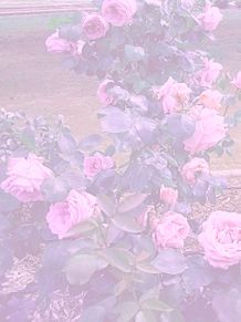 かわいい ピンク バラの画像936点 完全無料画像検索のプリ画像 Bygmo
