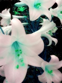 絶海の孤島に咲くの画像(上品に関連した画像)