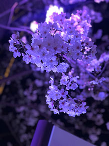 桜の画像(ポートレートに関連した画像)