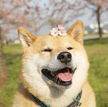 柴犬 桜の画像16点 完全無料画像検索のプリ画像 Bygmo
