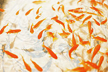 金魚の画像(金魚に関連した画像)