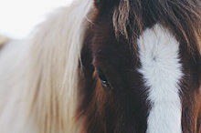 馬 かっこいいの画像1567点 完全無料画像検索のプリ画像 Bygmo