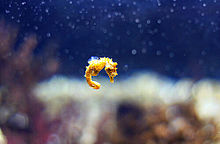 かわいい 海 生き物の画像24点 完全無料画像検索のプリ画像 Bygmo
