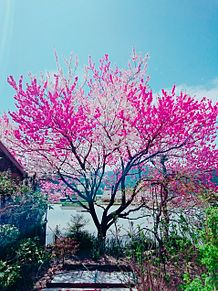 🌳花桃が満開を迎えております🌸 プリ画像