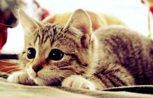 かわいい 子猫 待ち受けの画像58点 完全無料画像検索のプリ画像 Bygmo