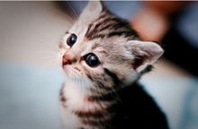かわいい 子猫の画像1018点 完全無料画像検索のプリ画像 Bygmo