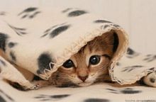 かわいい 子猫の画像1015点 完全無料画像検索のプリ画像 Bygmo