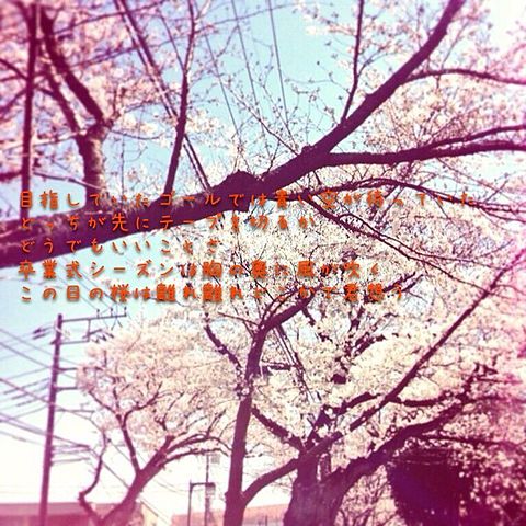 僕の桜の画像 プリ画像