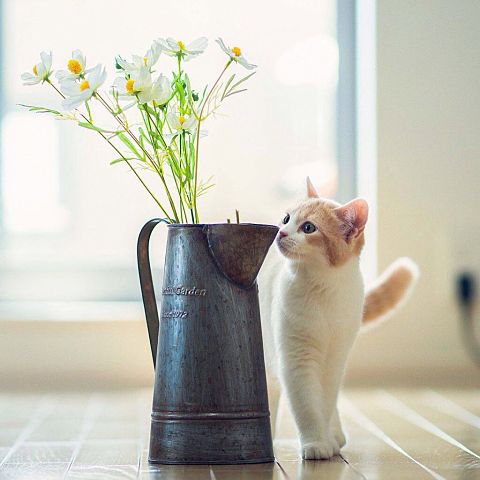 壁紙 猫と花の画像1点 完全無料画像検索のプリ画像 Bygmo