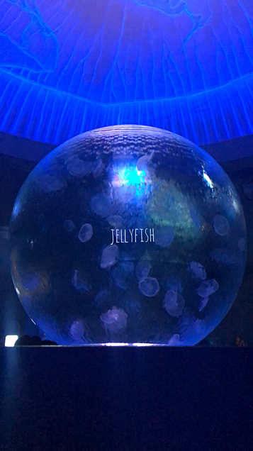 jellyfishの画像(プリ画像)