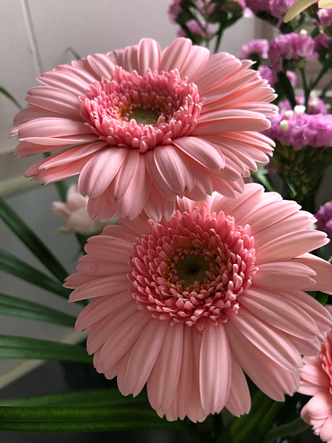 花 、可愛い、ピンクの画像(プリ画像)