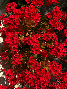 赤い花の画像50点 完全無料画像検索のプリ画像 Bygmo