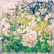 桜の画像(春 菜の花に関連した画像)
