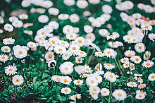 お花の画像(KATYモデルに関連した画像)