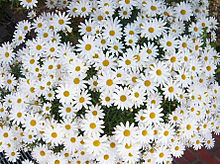 お花の画像(KATYモデルに関連した画像)