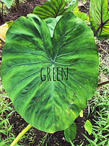 Green leaf の画像(ボタニカルに関連した画像)