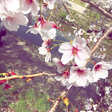 きれーな桜の画像(れーなに関連した画像)