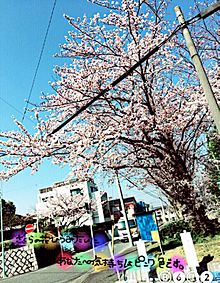 桜ポエムの画像(桜 花びらに関連した画像)