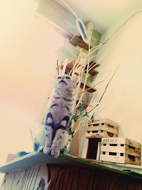 猫カフェに行ったっぽい写真の画像(プリ画像)