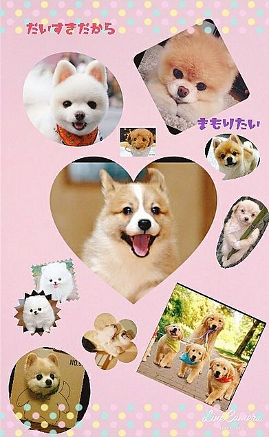 犬の壁紙 完全無料画像検索のプリ画像 Bygmo