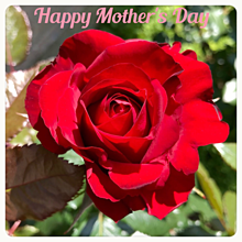 母の日の花 赤いバラの画像(母の日に関連した画像)
