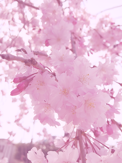 桜 さくら ピンク やさしい 完全無料画像検索のプリ画像 Bygmo