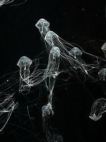 白光のクラゲ プリ画像