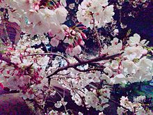 夜桜の画像(ﾛﾏﾝﾁｯｸに関連した画像)