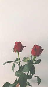 赤 薔薇 おしゃれの画像5点 完全無料画像検索のプリ画像 Bygmo