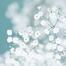 すべての美しい花の画像 無料ダウンロード花 画像 オシャレ