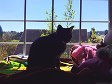 猫と出窓と青空と。の画像(猫好きに関連した画像)
