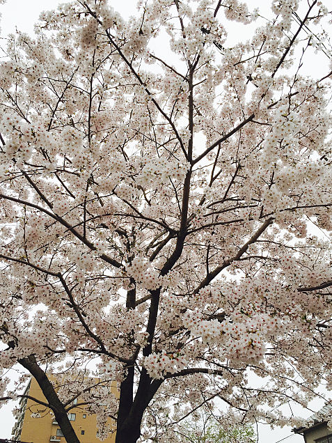 今年の桜 2016の画像(プリ画像)