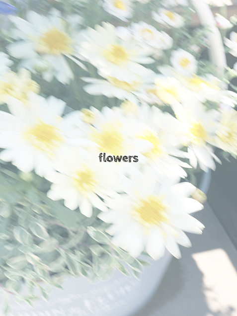 白い花の画像(プリ画像)