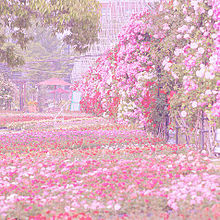 すべての美しい花の画像 ラブリーピンク 薔薇 待ち受け