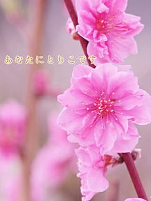 ラブリー桃花 言葉 最高の花の画像