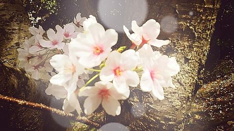 平成の桜の画像 プリ画像