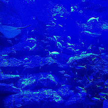 aquarium プリ画像