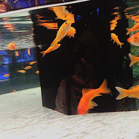 aquariumの画像 プリ画像